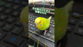 インコに怒られる世帯主　#shorts