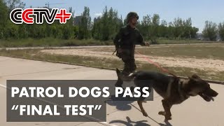 Patrol Dogs Perform Perfectly in Their Final Exam