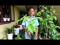 langi langi hybrid plants for sale