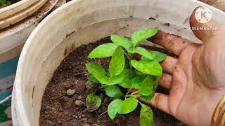 ಕನಕಾಂಬರ ಹೂವಿನ ಸಸಿಗಳನ್ನು ನೆಡೋಣ ll Repotting crossandra flower/ Fire cracker flower  sapalings