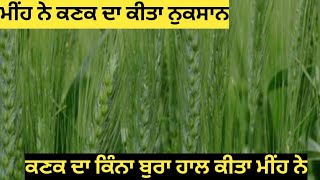 ਕਣਕ ਦਾ ਕਿੰਨਾ ਬੁਰਾ ਹਾਲ ਕੀਤਾ ਮੀਂਹ ਨੇ@manderbai2108 #wheat #303 #187 #video