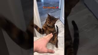 猫パンチ特訓中(その１)