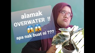 Overwater : Tips selamatkan pokok dari Overwater - EP02