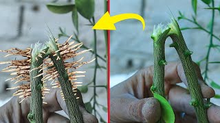 Millions of people do not know this technique 🌿 Turning one branch into two trees