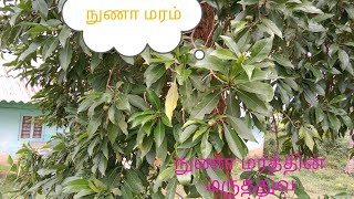 நுணா மரம் அல்லது மஞ்சனத்தி  மரத்தின் பயன்கள்