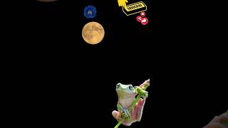 frog contemplating the moon