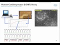 utilizing stem cell derived cardiomyocytes for early safety screening webinar presentation