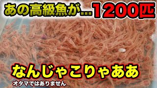 かつて大ブームを起こした大型魚🐟スケルトンになって大量輸入　1200匹　衝撃の価格改定　『アロワナ』『ダトニオ』『ポリプテルス』『レッドテールキャット』ベイサイドアクア