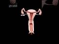 Periods kaise aate hai? Know everything about periods through 3D animation | Mayur Mogre #ytshorts