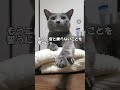 洗いたての洗濯物が好き過ぎる猫❤️ ねこ