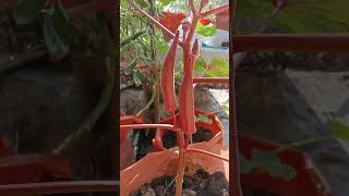 Red lady's finger/ ചുവപ്പ് വെണ്ട/Okra/Bhindi/Gumbo/Abelmoschus esculentus grown in a growbag