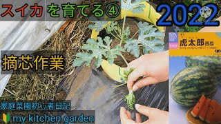 スイカを育てる④ 摘芯作業 2022