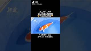 第60回 新泻县 大会总会优胜 大日 Danichi koi