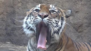 【もはや大きい子猫😻】ベンガルトラが可愛すぎる❤　Very cute Bengal tiger  【Cute animal videos】【かみね動物園】