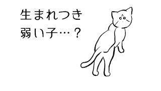 【痙攣】全盲！てんかん持ちの猫を保護したら、驚きの連続でした…