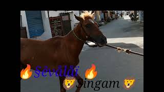 Tamil Nadu 44 inch Champion 🏆 Sevalai Singam🐎🦁