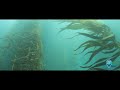 Kelp Forest: National Marine Sanctuaries