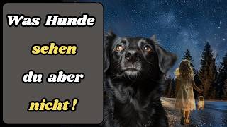 11 Dinge, die dein Hund sehen und hören kann – du aber nicht!