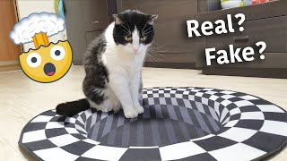 Indoor Sinkhole. What Will The Cat Do? | Optical Illusion |
