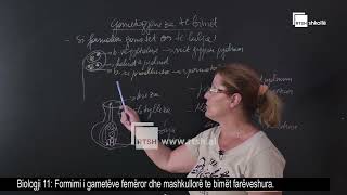 Formimi i gametëve femëror dhe mashkullorë te bimët farëveshuara | Biologji 11