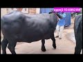 ఆంధ్ర లో ముర్ర జాతి గేదెలు 9346082188 murra buffaloes dairy farm