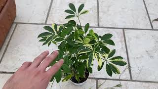 Come coltivare la SCHEFFLERA!