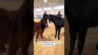 Baby Seven meeting a girl horse for the first time 🤣 #foal #minihorses #minihorse #babyanimals