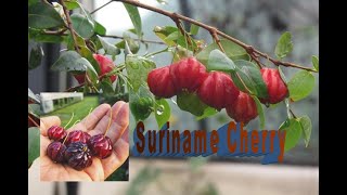 Surinam Cherry: Growing in Container/ unboxing live plant