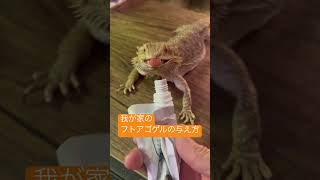 我が家のフトアゴゲルの与え方#爬虫類 #爬虫類飼育 #フトアゴヒゲトカゲ