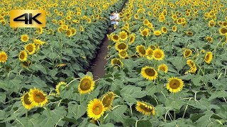 野木町ひまわりフェスティバル 2018年7月30日 Sunflower flowers : 栃木県下都賀郡野木町 : 4K