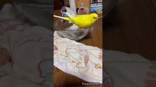 水浴びインコ