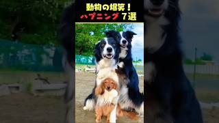 Instagramで8億回バズった動物ハプニング動画7選！7Animal Happenings Videos That Got 800 Million Buzz on Instagram!#犬#猫