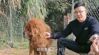 东方猛犬藏獒会咬主人吗？面对生鸡会护食吗