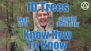 Ten trees that you should definitely know how to know