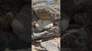 Rocas convirtiéndose en cactus 🤯 😆