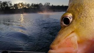 Wivenhoe Dam BASS and YELLOWBELLY (PLUS 1 REDCLAW)