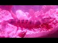 giant tiger shrimp penaeus monodon