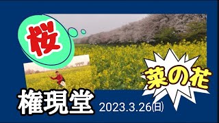 【桜と菜の花の競演】幸手権現堂公園 〜しげちゃんの今日も絶好調