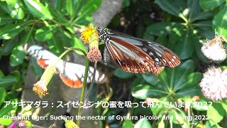 アサギマダラ：スイゼンジナの蜜を吸って飛んでいます202Chestnut tiger: Sucking the nectar of Gynura bicolor and flying 2022