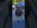 cheeky magpie