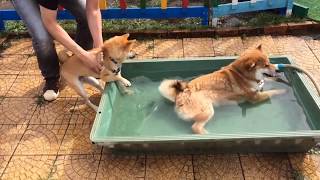 豆柴おーじろう☆初めてのプール mameshiba(shiba inu) OHJIRO A Dog Pool