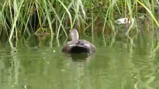 大仙公園の鴨の親子(２０１５年７月６日)-3