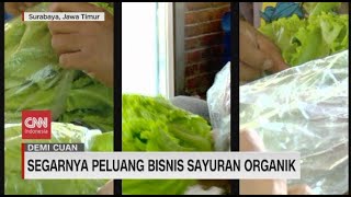 Segarnya Peluang Bisnis Sayuran Organik