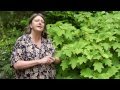 How to Prune Oak-Leaf Hydrangea - Instructional Video w/ Plant Amnesty