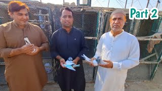 Ustad Javed Awan iqbal K | Kaly Mun Walay Breed Ka ShoQ | Part 02 || Nasir Pigeons Official