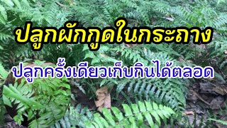 63/ ปลูกผักกูดในกระถาง ปลูกครั้งเดียวเก็บกินได้ตลอดทั้งปี /เกษตรพอเพียง เกษตรมือใหม่