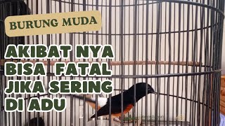 MENGEMBALIKAN MENTAL DAN FIGHTER BURUNG MUDA YG SEMPAT HILANG.