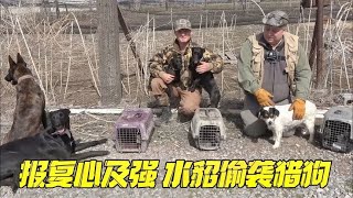 报复心及强，水貂偷袭猎狗，猛犬加入团队