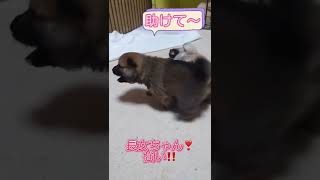 豆柴赤ちゃん🎶わんプロ始めました❣️かわいい癒し動画💕まめしば亭ブログvlog #shorts