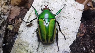 Eudicella (Cyprolais) hornimani